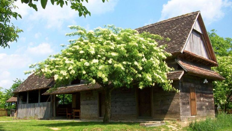 Etno selo Stara Lonja 1 768x432