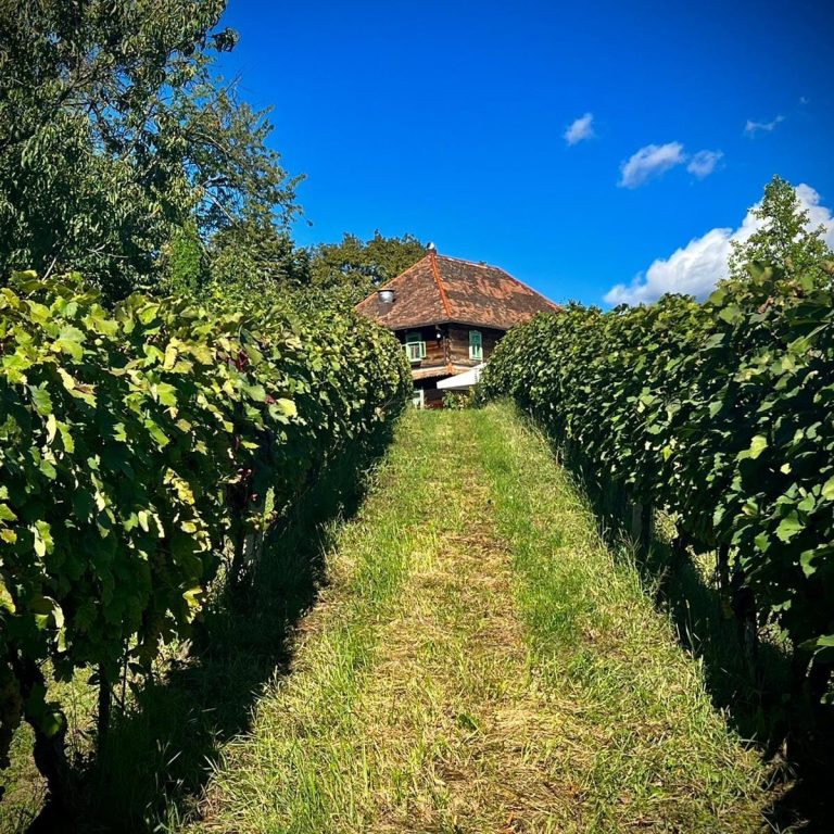Vinarija August 3 768x768