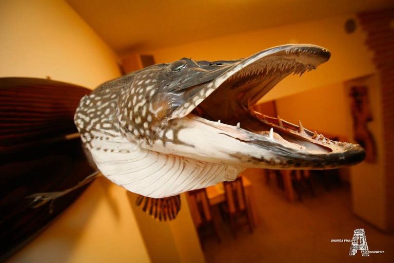 1466031 502868266494264 1657886542 n 768x512