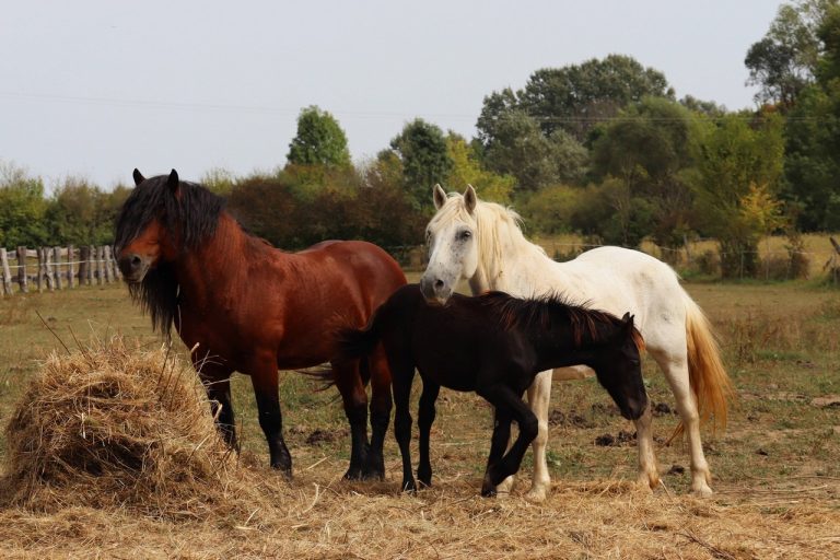 Hrvatski posavac 768x512