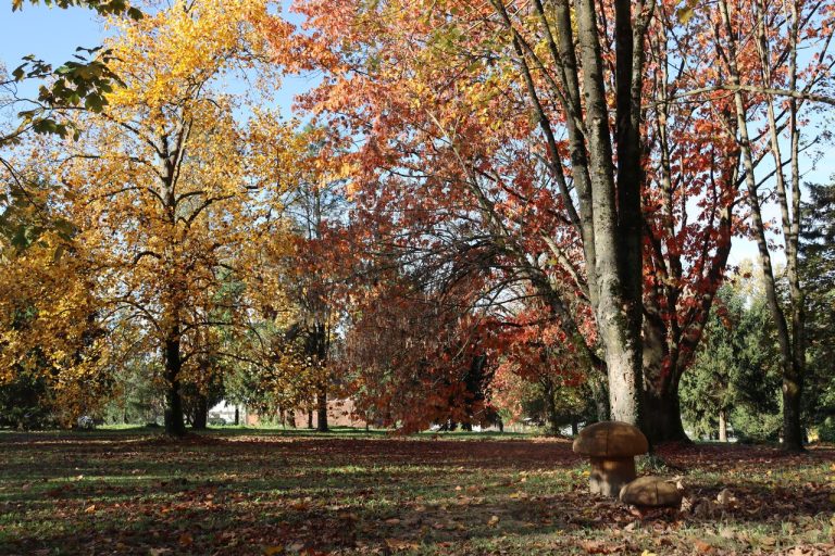 Skolski arboretum 768x512