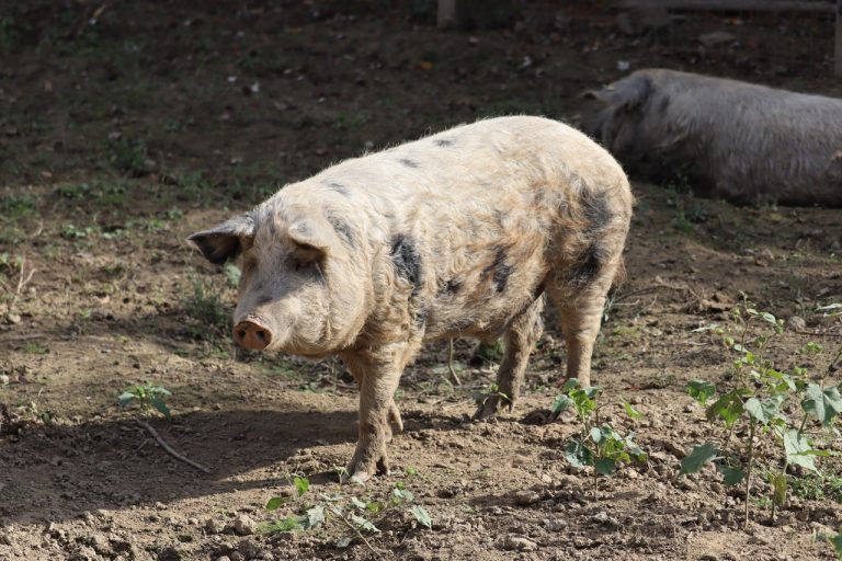 Turopoljska svinja 768x512