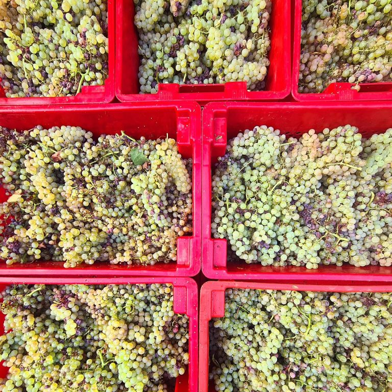 Vinarija August 2 768x768