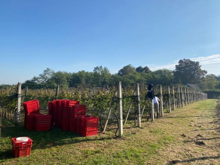 Vinarija Marincic 2 768x576