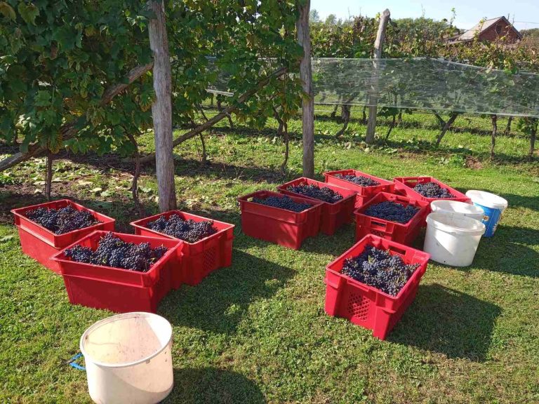 Vinarija Marincic 5 768x576