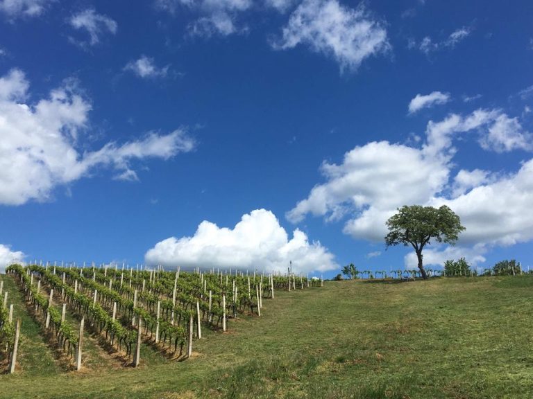 Vinarija Prpic 1 768x576