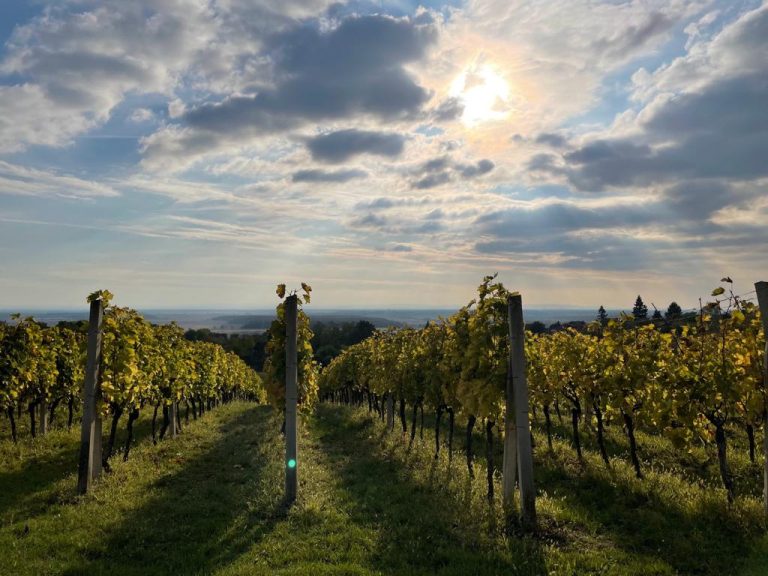 Vinarija Prpic 2 768x576