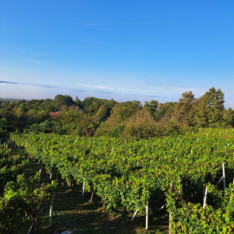 Vinarija opg herak 1 768x768